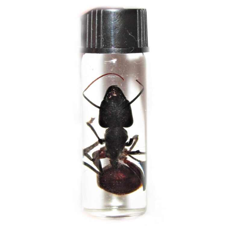 camponotus gigas bullet ant wet specimen