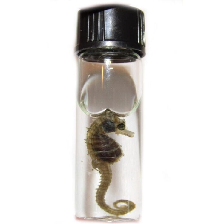 seahorse seadragon wet specimen Florida