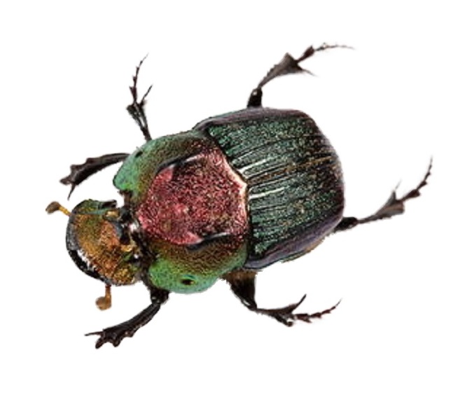 beetle Phanaeus vindex FEMALE2