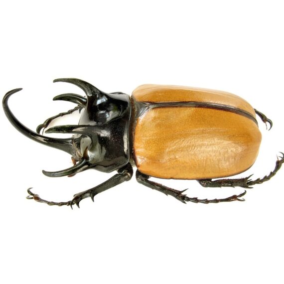 Real rhinoceros beetle specimens for sale - Eupatorus gracilicornis