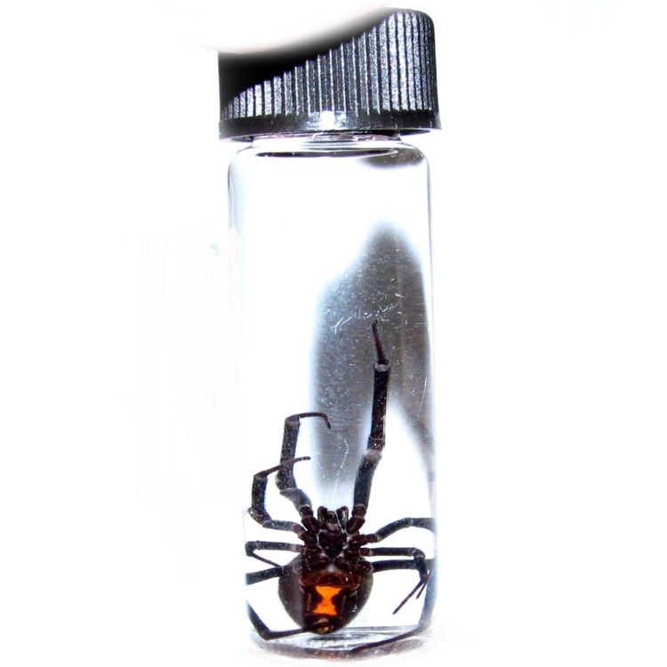 black widow spider wet specimen