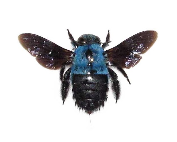 Real blue carpenter bee specimens for sale