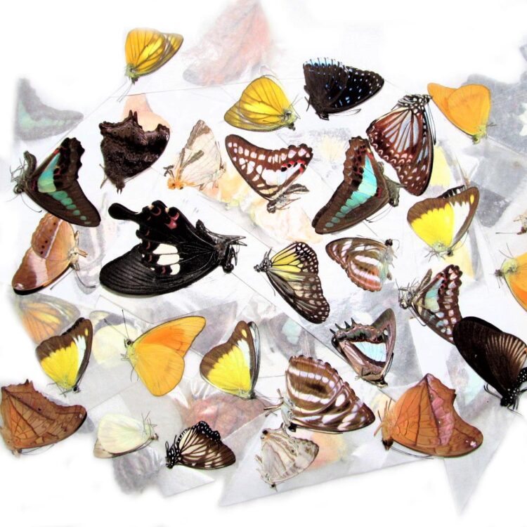 mixed lot of assorted unmounted butterflies and moths