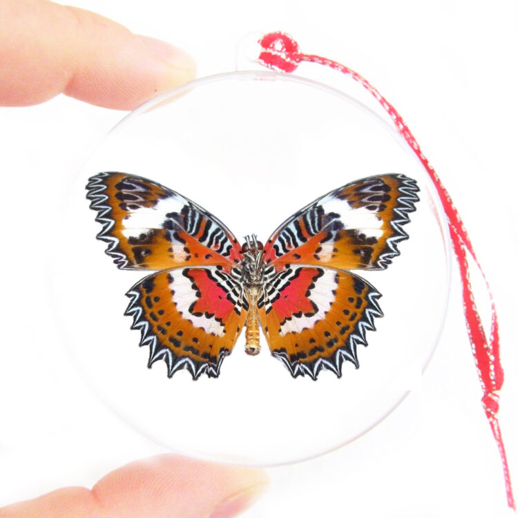 Cethosia hypsea verso red orange butterfly Christmas ornament Indonesia