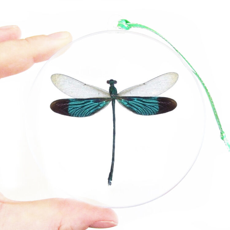 Neurobasis chinensis dragonfly Christmas ornament green clear Malaysia