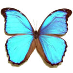 ONE Real Butterfly Blue Peruvian Morpho Menelaus