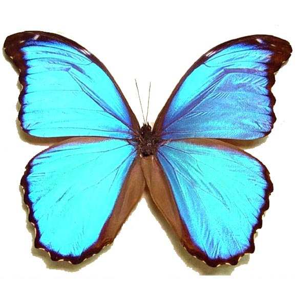 ONE Real Butterfly Blue Peruvian Morpho Menelaus