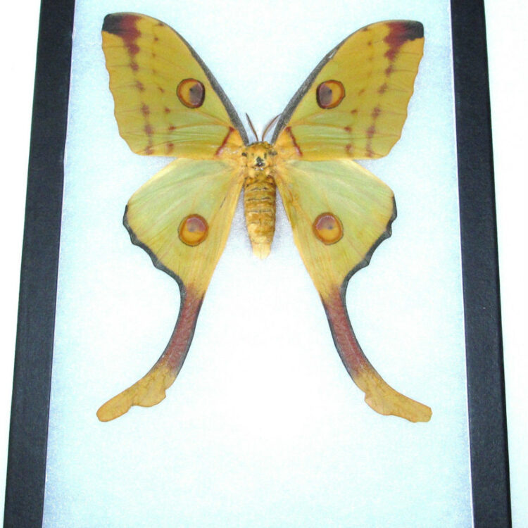 Real Framed Moth Argema Mittrei Comet Luna Moth Female Madagascar