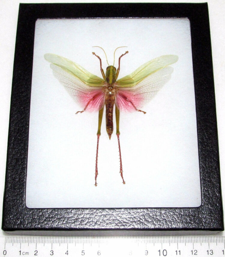 Real framed pink grasshopper Chondracris rosea male Indonesia