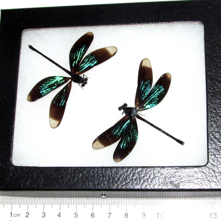 two real green black dragonfly framed insect Calopteryx virgo