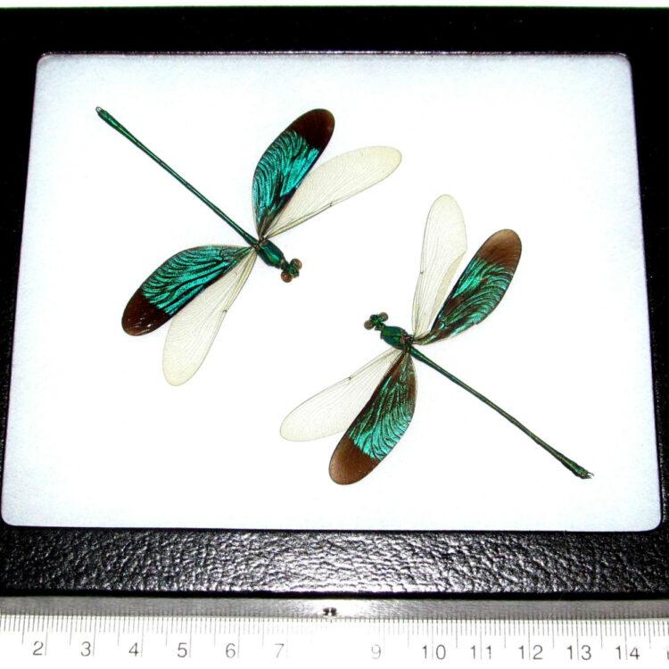 Real two arranged green dragonfly damselflies framed insect Neurobasis chinensis