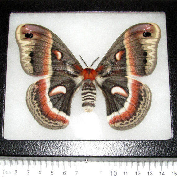 REAL framed cecropia moth saturn moth female USA