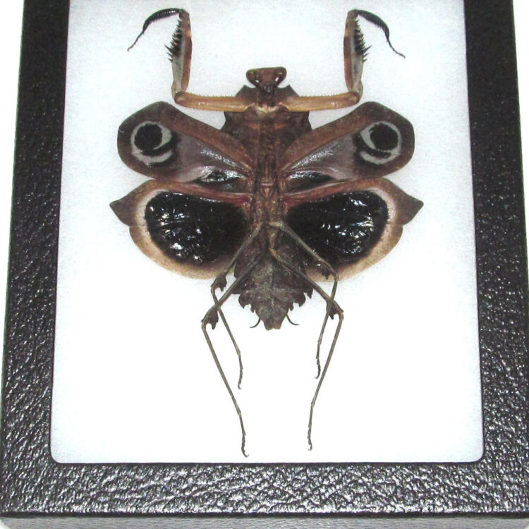 Real framed praying mantis deroplatys dessicata black death mantis female dark form