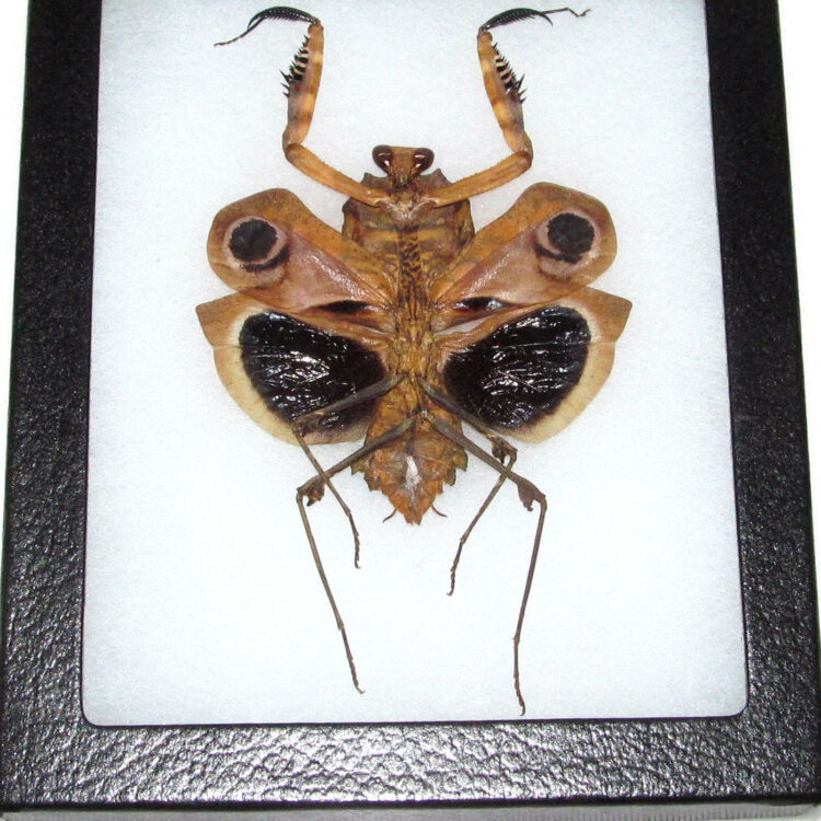 Real framed praying mantis deroplatys dessicata black death mantis female light form