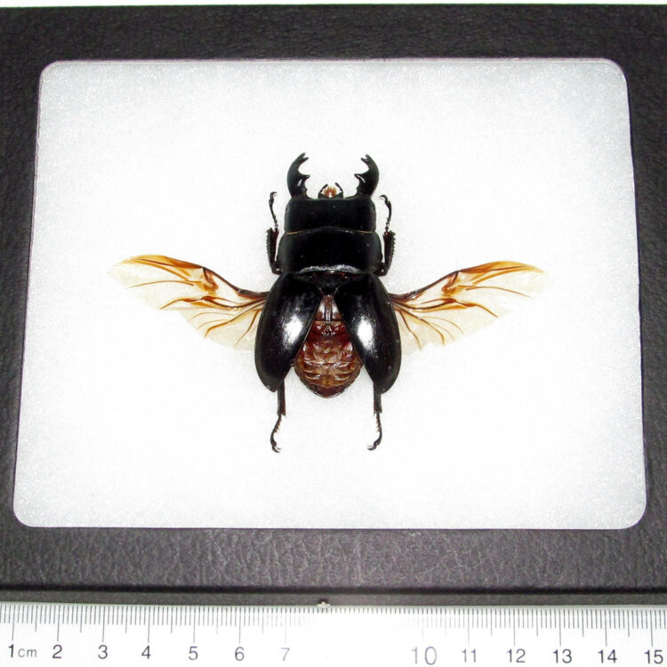 REAL framed black Dorcus stag beetle wings spread mounted Indonesia
