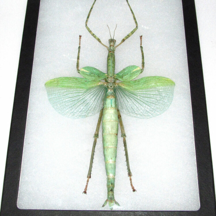 Real framed green walking stick bug giant huge 12in x 8in frame!