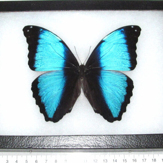 Real framed butterfly blue morpho deidamia Peru