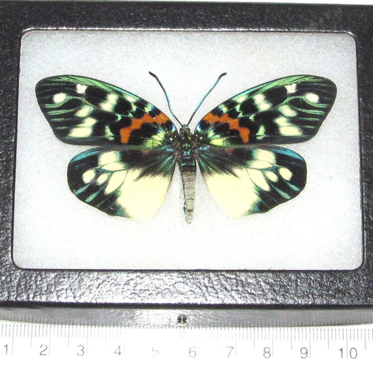 Real framed butterfly day flying moth blue green Erasmia pulchera