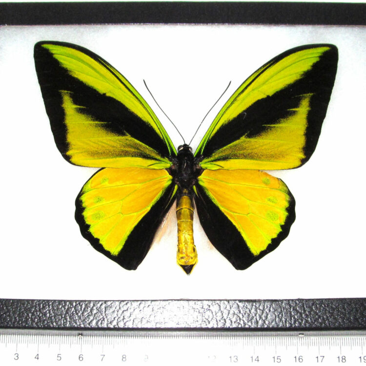 REAL framed butterfly green gold Ornithoptera goliath supremus birdwing Papua New Guinea Indonesia