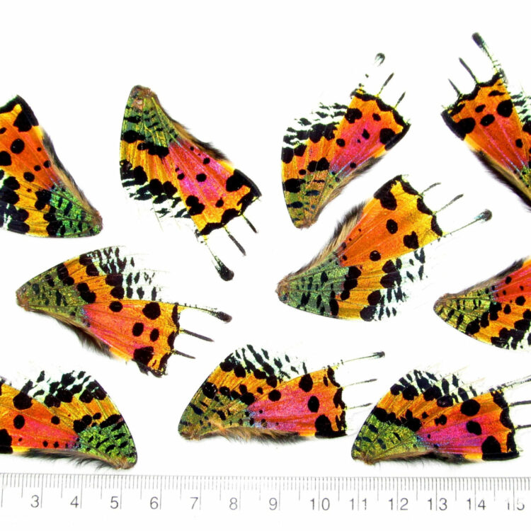 10 pieces pink orange green sunset moth urania rhipheus butterfly wings wholesale lot mix