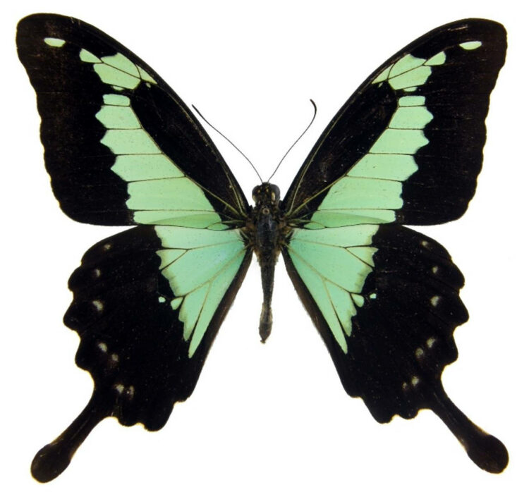 WHOLESALE lot of 10 - Real Butterfly blue green Papilio phorcas swallowtail swordtail Africa