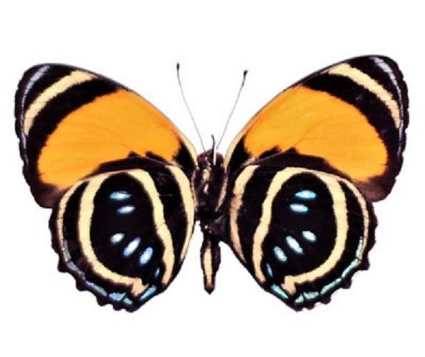 ONE Real Butterfly Blue Orange Callicore Aegina verso Peru