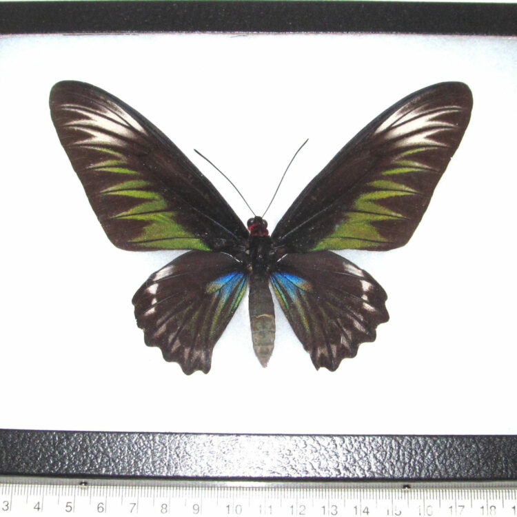 REAL framed butterfly green Trogonoptera brookiana birdwing female