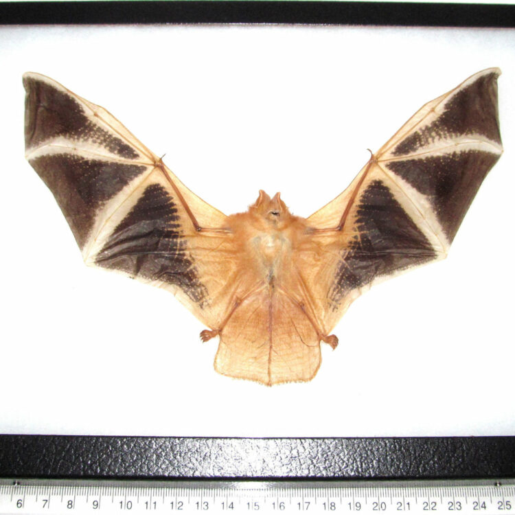 Real painted bat specimens for sale - Kerivoula picta