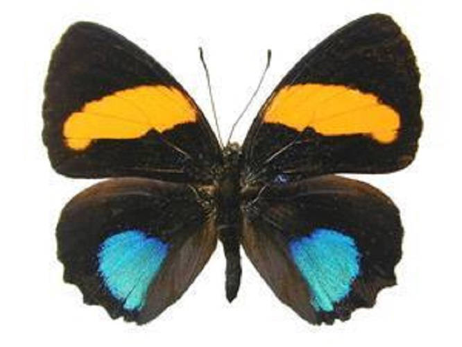 ONE Real Butterfly Blue Orange Callicore Aegina Peru