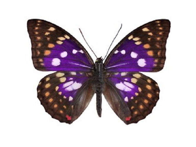 Wholesale lot of 10 - Real Butterfly Purple Sasakia charonda China