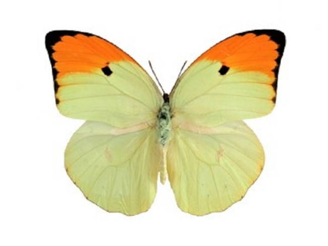 One Real Butterfly orange tip Anteos menippe
