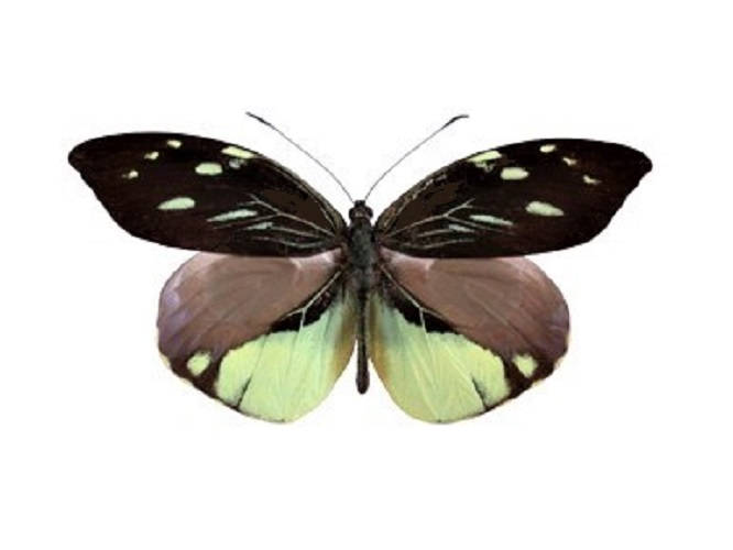 One Real Butterfly Black Yellow Dismorphia nemesis Peru