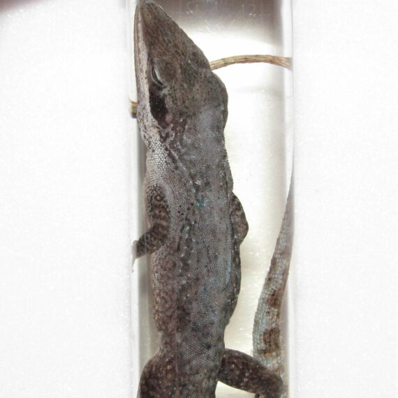 MATURE CONTENT Real Anole Lizard Reptile Preserved in Glass Vial Wet Specimen Taxidermy 4in Vial