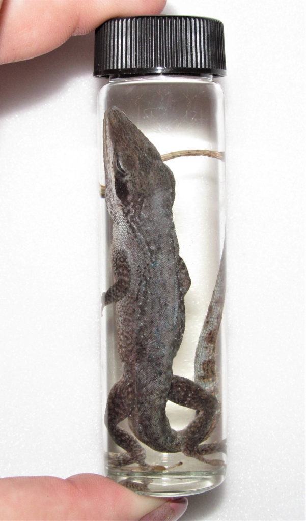 Caiman Lizard Wet Specimen