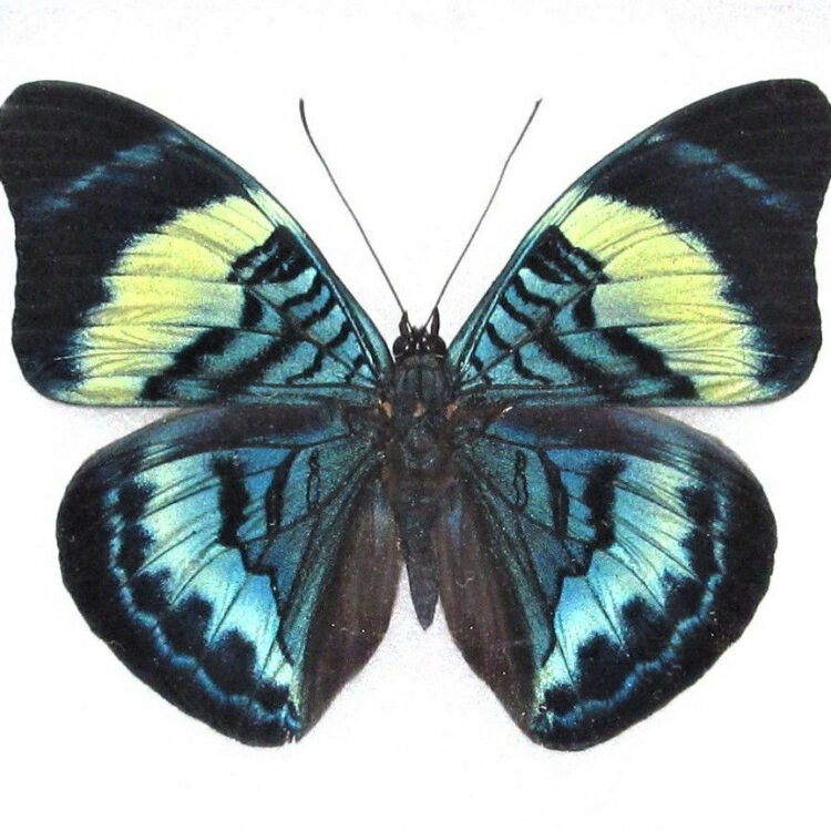 One Real Butterfly blue green Panacea prola Peru