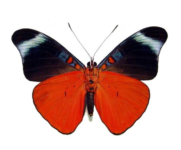 One Real Butterfly red flasher Panacea prola verso Peru