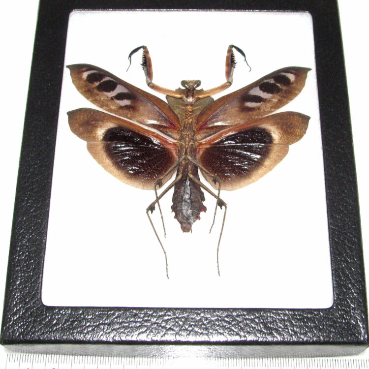 Real framed praying mantis deroplatys dessicata black death mantis male