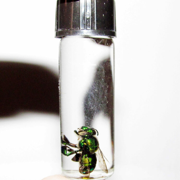 Real Green Orchid Bee Wasp Central America Preserved in Glass Vial Wet Specimen Taxidermy Entomology 2in vial