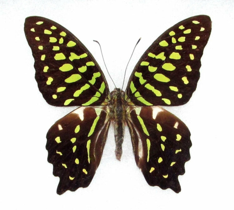 WHOLESALE lot of 10-  Real Butterfly Green Graphium agamemnon