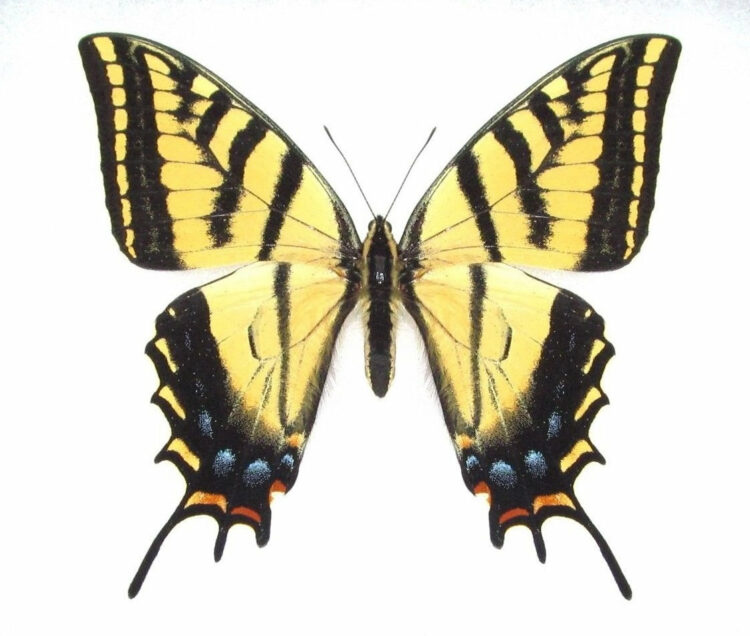 One Real Butterfly Yellow Papilio multicaudata two tailed tiger swallowtail Arizona