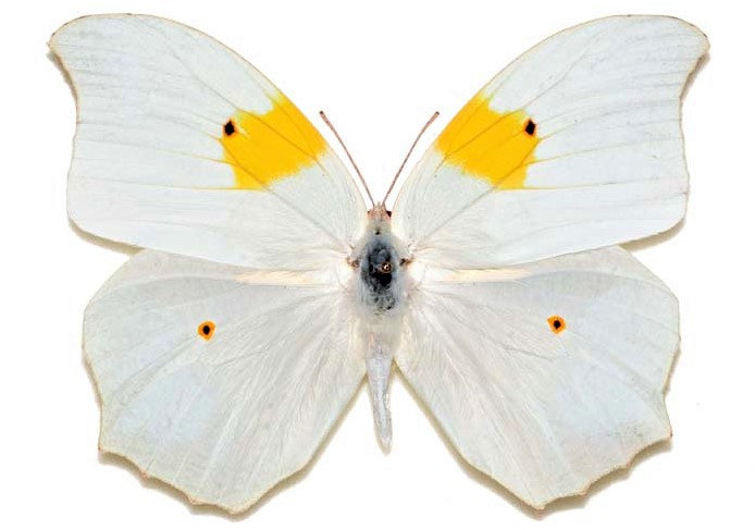 One Real Butterfly white yellow orange tip Anteos clorinde Peru