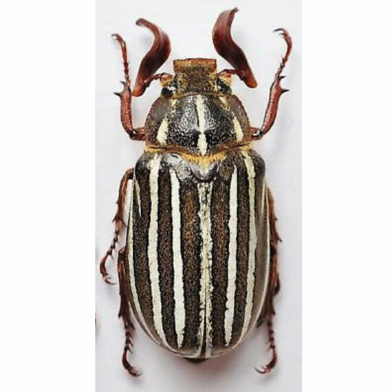 ONE Real 10 lined june beetle Polyphylla Arizona unmounted pinned