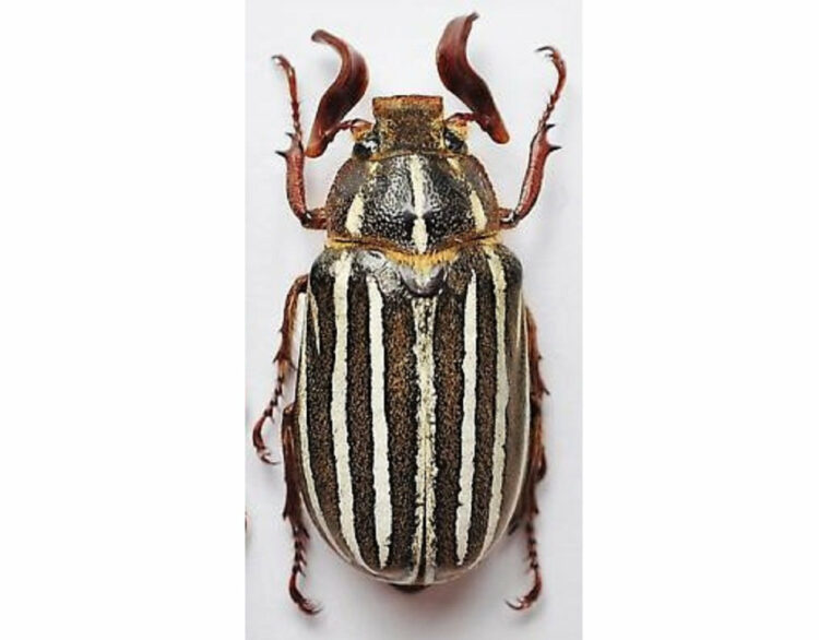 ONE Real 10 lined june beetle Polyphylla Arizona unmounted pinned