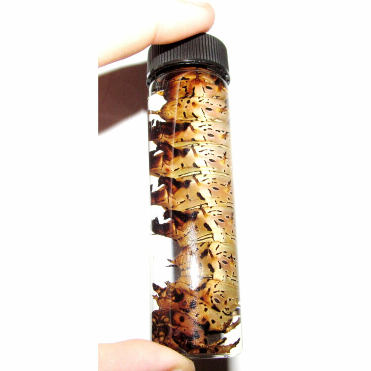 Real Hickory Horned Devil Citheronia splendens moth caterpillar Preserved in 3.75in Glass Vial Wet Specimen Taxidermy Entomology Insect Bug