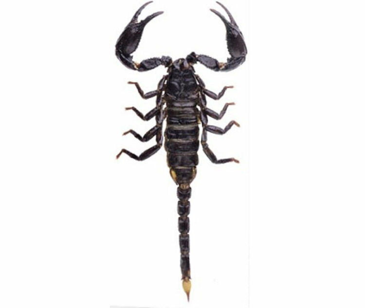WHOLESALE lot of 10- Real Giant Asian forest scorpion black Heterometrus spinifer