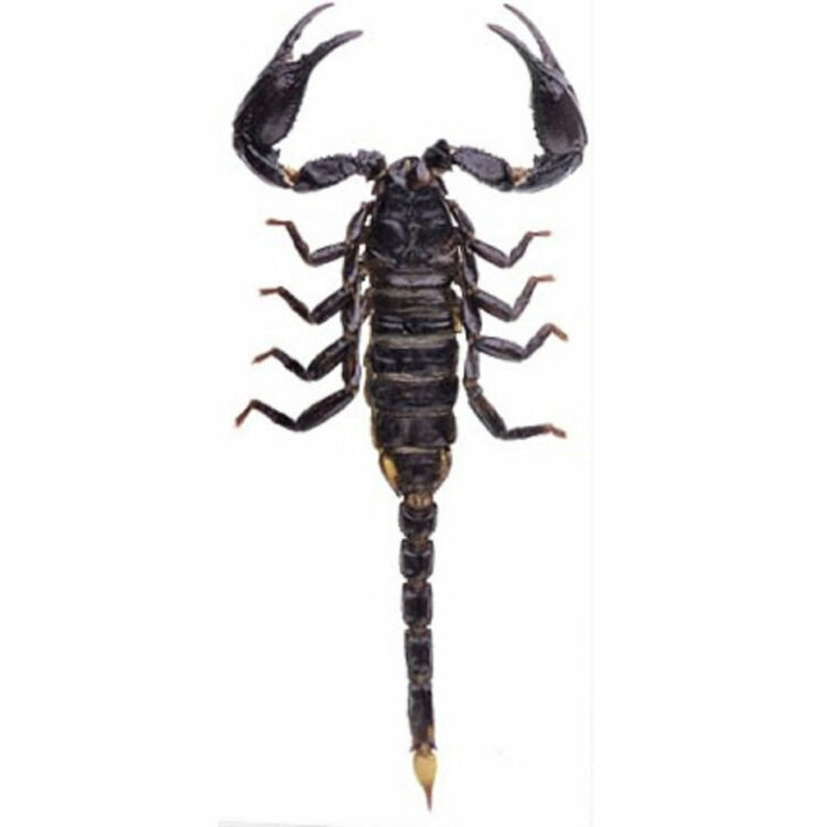 WHOLESALE lot of 10- Real Giant Asian forest scorpion black Heterometrus spinifer