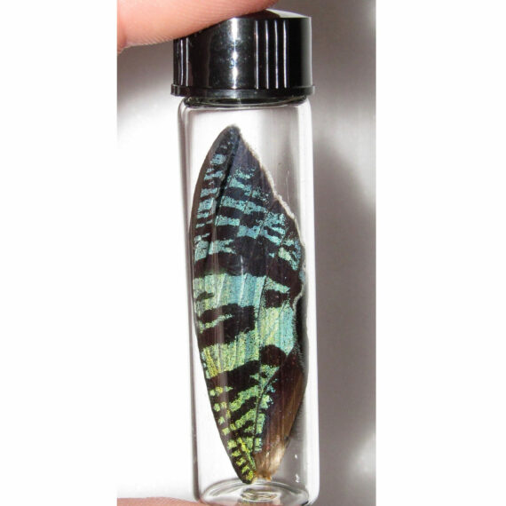 Real Black Green Sunset Moth Butterfly Fairy Wing Preserved in Glass Vial Taxidermy Entomology Insect Bug