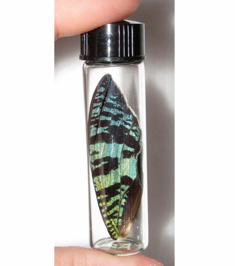 Real Black Green Sunset Moth Butterfly Fairy Wing Preserved in Glass Vial Taxidermy Entomology Insect Bug