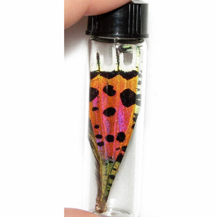 Real Pink Orange Sunset Moth Butterfly Fairy Wing Preserved in Glass Vial Taxidermy Entomology Insect Bug