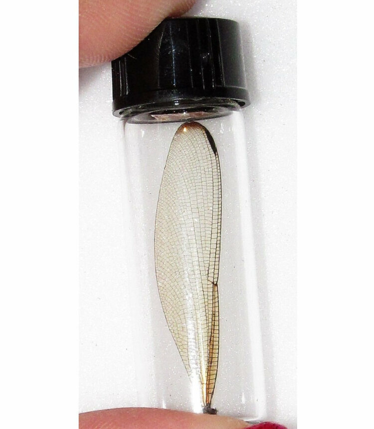 Real Clear Dragonfly Fairy Wing Preserved in Glass Vial Taxidermy Entomology Insect Bug